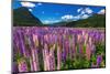 Spring lupine in Eglinton Valley, Fiordland National Park, South Island, New Zealand-Russ Bishop-Mounted Photographic Print