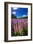Spring lupine in Eglinton Valley, Fiordland National Park, South Island, New Zealand-Russ Bishop-Framed Photographic Print
