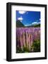 Spring lupine in Eglinton Valley, Fiordland National Park, South Island, New Zealand-Russ Bishop-Framed Photographic Print