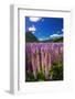 Spring lupine in Eglinton Valley, Fiordland National Park, South Island, New Zealand-Russ Bishop-Framed Photographic Print