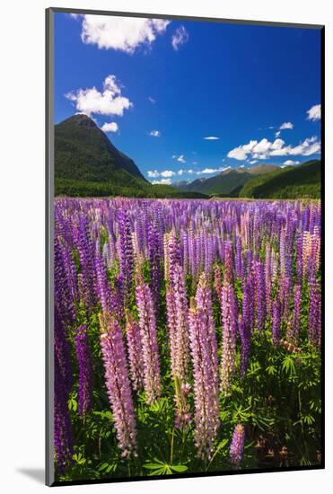 Spring lupine in Eglinton Valley, Fiordland National Park, South Island, New Zealand-Russ Bishop-Mounted Photographic Print