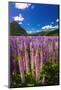 Spring lupine in Eglinton Valley, Fiordland National Park, South Island, New Zealand-Russ Bishop-Mounted Photographic Print