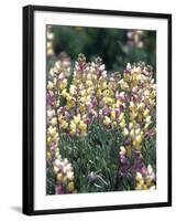 Spring Lupine, Painted Hills National Monument, Oregon, USA-Terry Eggers-Framed Photographic Print