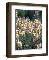 Spring Lupine, Painted Hills National Monument, Oregon, USA-Terry Eggers-Framed Photographic Print