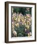 Spring Lupine, Painted Hills National Monument, Oregon, USA-Terry Eggers-Framed Photographic Print