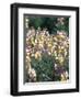 Spring Lupine, Painted Hills National Monument, Oregon, USA-Terry Eggers-Framed Photographic Print