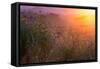 Spring Magic Wildlfowers Sunrise Magic Petaluma Sonoma-Vincent James-Framed Stretched Canvas