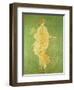 Spring, Maiden Gathering Flowers, from the Villa of Varano in Stabiae, c.15 BC-60 Ad-Roman-Framed Giclee Print