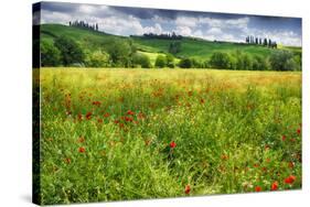 Spring Meadow In Pienza, Tuscany-George Oze-Stretched Canvas