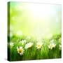 Spring Meadow with Daisies-Subbotina Anna-Stretched Canvas