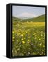 Spring Meadow with Snow Covered Mount Etna in Distance, Sicily, Italy, Europe-Martin Child-Framed Stretched Canvas