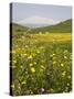 Spring Meadow with Snow Covered Mount Etna in Distance, Sicily, Italy, Europe-Martin Child-Stretched Canvas