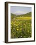 Spring Meadow with Snow Covered Mount Etna in Distance, Sicily, Italy, Europe-Martin Child-Framed Photographic Print