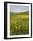 Spring Meadow with Snow Covered Mount Etna in Distance, Sicily, Italy, Europe-Martin Child-Framed Photographic Print