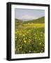 Spring Meadow with Snow Covered Mount Etna in Distance, Sicily, Italy, Europe-Martin Child-Framed Photographic Print