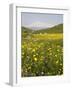 Spring Meadow with Snow Covered Mount Etna in Distance, Sicily, Italy, Europe-Martin Child-Framed Photographic Print