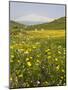 Spring Meadow with Snow Covered Mount Etna in Distance, Sicily, Italy, Europe-Martin Child-Mounted Photographic Print