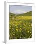 Spring Meadow with Snow Covered Mount Etna in Distance, Sicily, Italy, Europe-Martin Child-Framed Photographic Print