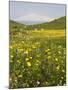 Spring Meadow with Snow Covered Mount Etna in Distance, Sicily, Italy, Europe-Martin Child-Mounted Photographic Print