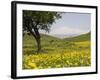 Spring Meadow with Snow Covered Mount Etna in Distance, Sicily, Italy, Europe-Martin Child-Framed Photographic Print