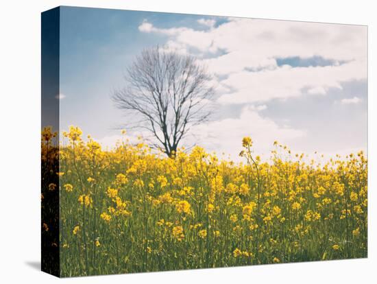 Spring Meadow-Aledanda-Stretched Canvas