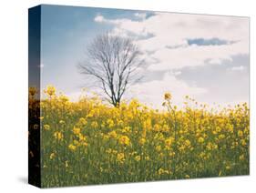 Spring Meadow-Aledanda-Stretched Canvas