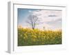 Spring Meadow-Aledanda-Framed Photographic Print