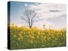 Spring Meadow-Aledanda-Stretched Canvas