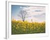 Spring Meadow-Aledanda-Framed Photographic Print