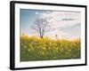 Spring Meadow-Aledanda-Framed Photographic Print