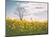 Spring Meadow-Aledanda-Mounted Photographic Print