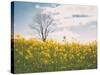 Spring Meadow-Aledanda-Stretched Canvas