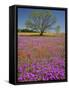 Spring Mesquite Trees Growing in Wildflowers, Texas, USA-Julie Eggers-Framed Stretched Canvas