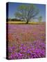 Spring Mesquite Trees Growing in Wildflowers, Texas, USA-Julie Eggers-Stretched Canvas