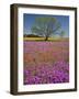 Spring Mesquite Trees Growing in Wildflowers, Texas, USA-Julie Eggers-Framed Photographic Print