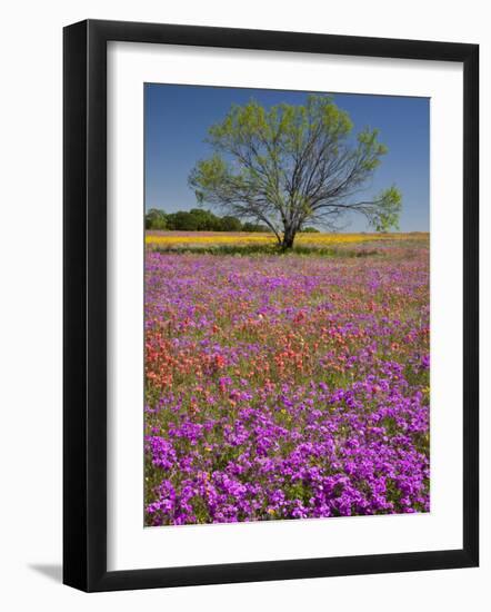 Spring Mesquite Trees Growing in Wildflowers, Texas, USA-Julie Eggers-Framed Photographic Print