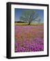 Spring Mesquite Trees Growing in Wildflowers, Texas, USA-Julie Eggers-Framed Photographic Print