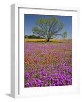 Spring Mesquite Trees Growing in Wildflowers, Texas, USA-Julie Eggers-Framed Photographic Print