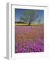 Spring Mesquite Trees Growing in Wildflowers, Texas, USA-Julie Eggers-Framed Photographic Print