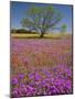 Spring Mesquite Trees Growing in Wildflowers, Texas, USA-Julie Eggers-Mounted Photographic Print