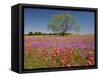 Spring Mesquite Trees Growing in Wildflowers, Texas, USA-Julie Eggers-Framed Stretched Canvas