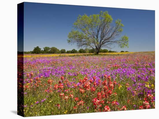 Spring Mesquite Trees Growing in Wildflowers, Texas, USA-Julie Eggers-Stretched Canvas