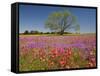 Spring Mesquite Trees Growing in Wildflowers, Texas, USA-Julie Eggers-Framed Stretched Canvas