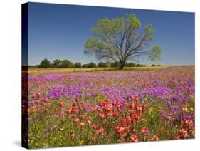 Spring Mesquite Trees Growing in Wildflowers, Texas, USA-Julie Eggers-Stretched Canvas