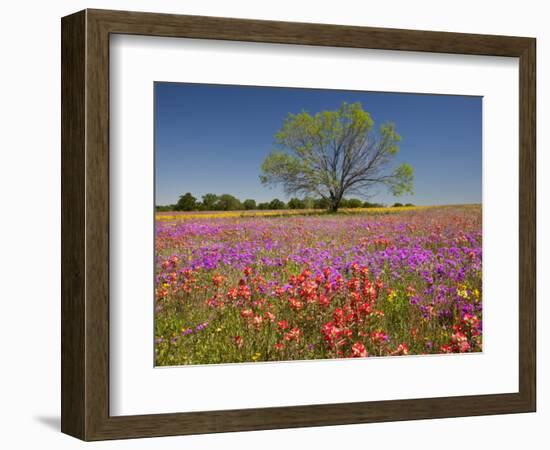 Spring Mesquite Trees Growing in Wildflowers, Texas, USA-Julie Eggers-Framed Photographic Print