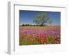 Spring Mesquite Trees Growing in Wildflowers, Texas, USA-Julie Eggers-Framed Photographic Print