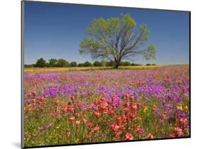 Spring Mesquite Trees Growing in Wildflowers, Texas, USA-Julie Eggers-Mounted Photographic Print