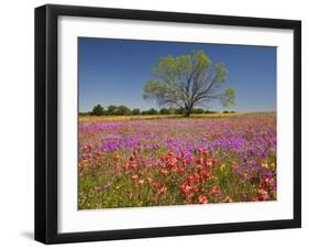 Spring Mesquite Trees Growing in Wildflowers, Texas, USA-Julie Eggers-Framed Photographic Print