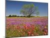 Spring Mesquite Trees Growing in Wildflowers, Texas, USA-Julie Eggers-Mounted Photographic Print