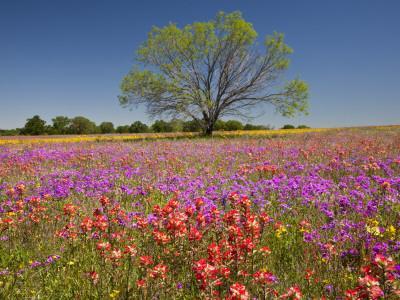 https://imgc.allpostersimages.com/img/posters/spring-mesquite-trees-growing-in-wildflowers-texas-usa_u-L-PDL4690.jpg?artPerspective=n